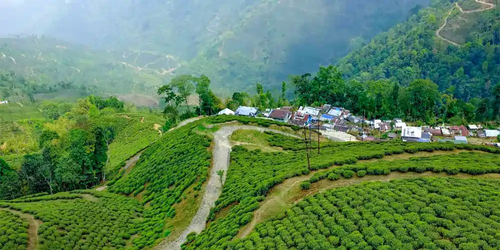 North Bengal Tour Guide – Explore the Best Hill Stations, Forests & Tea Gardens with Diora Holidays
