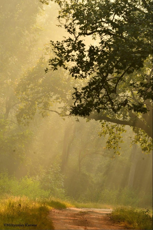 Kanha Family & Friends Wildlife Escape