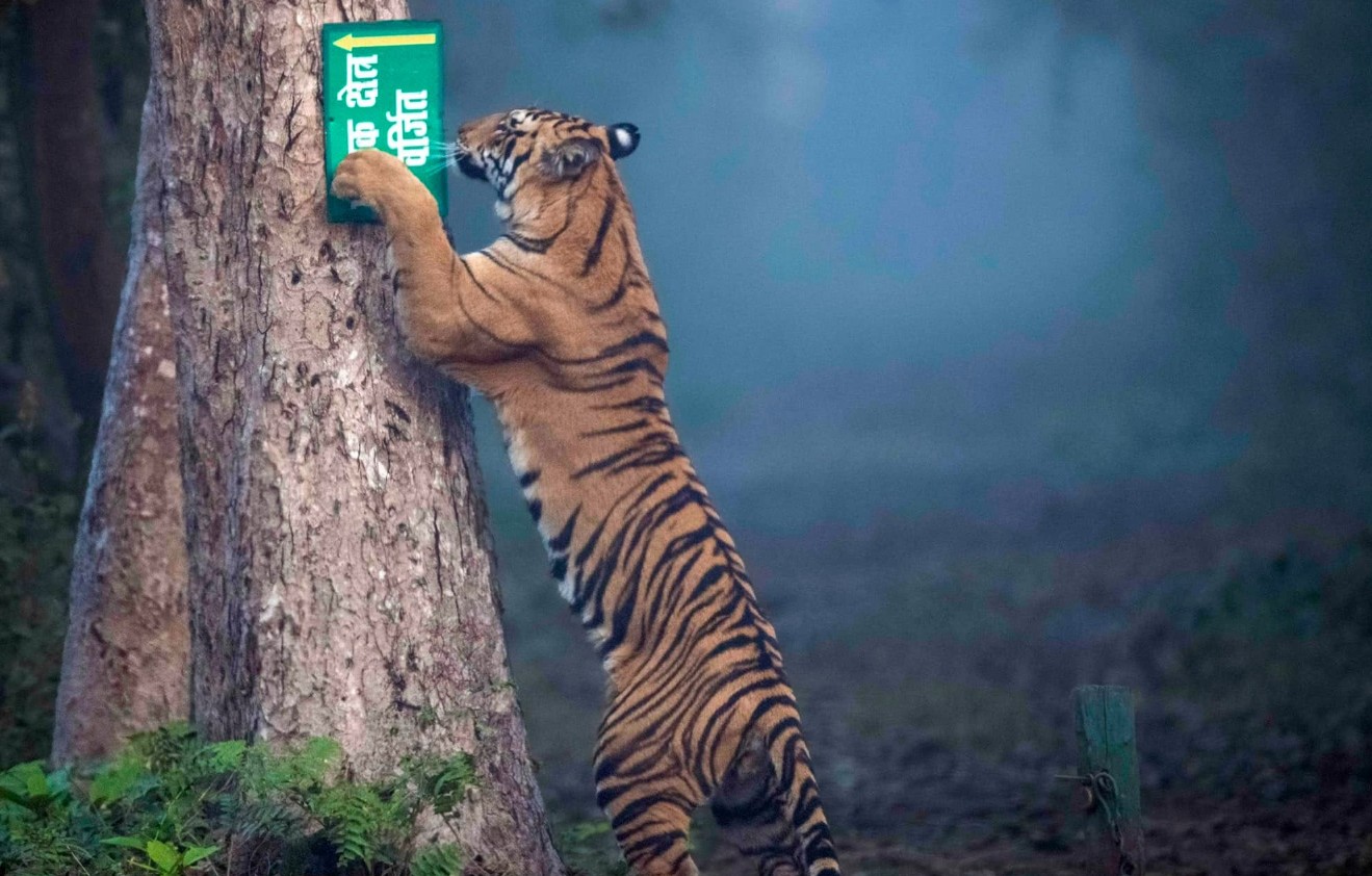 Kanha Ultimate Family & Friends Wildlife Escape